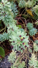 Euphorbia glauca