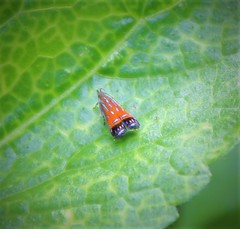 Tricyanaula aurantiaca