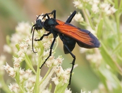 Pepsis grossa