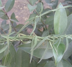 Orthosia angustifolia