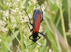 Pepsis grossa