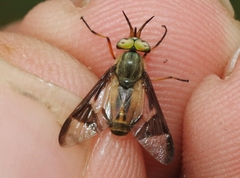Chrysops dissimilis