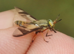 Chrysops dissimilis