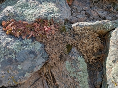 Cymopterus humilis