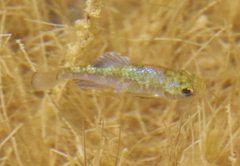 Cyprinodon pecosensis