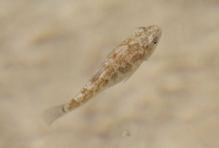 Cyprinodon pecosensis