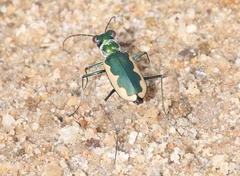 Eunota circumpicta johnsonii