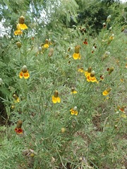 Ratibida columnifera