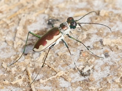 Eunota circumpicta johnsonii