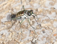 Eunota circumpicta johnsonii