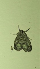 Stericta