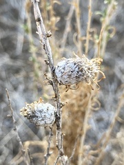 Rhopalomyia ericameriae