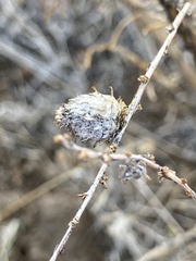 Rhopalomyia ericameriae