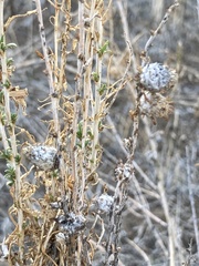 Rhopalomyia ericameriae