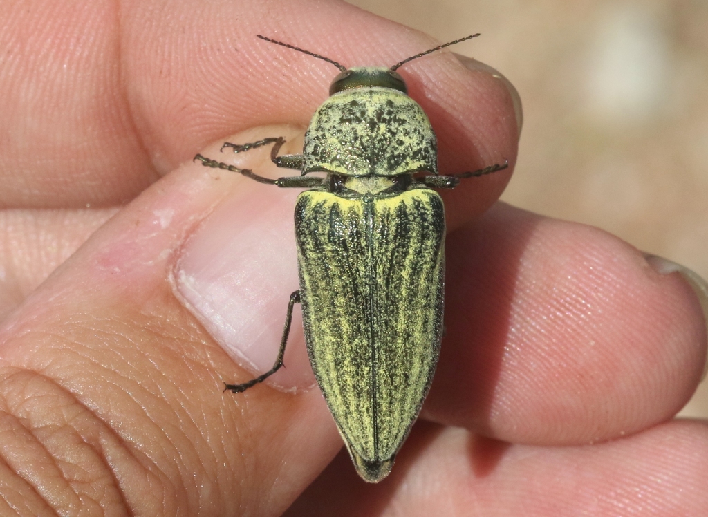 Gyascutus planicosta