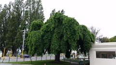 Ulmus glabra camperdownii