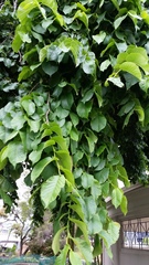 Ulmus glabra camperdownii