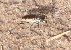 Eunota circumpicta johnsonii