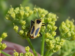 Chauliognathus scutellaris