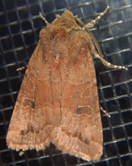 Protorthodes incincta