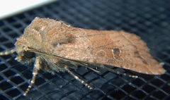 Protorthodes incincta