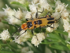 Chauliognathus omissus