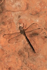 Gynacantha nourlangie