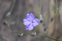 Dampiera oligophylla