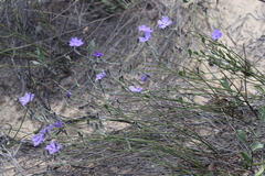 Dampiera oligophylla