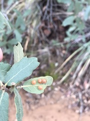 Sphaeroteras pulchripennis