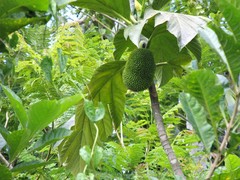 Artocarpus altilis