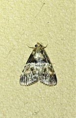 Orthaga thyrisalis