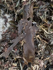 Laminaria digitata