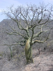 Ceiba trischistandra