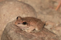 Litoria coplandi