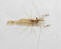 Palaemon macrodactylus