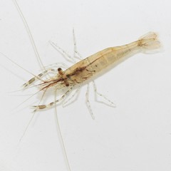 Palaemon macrodactylus