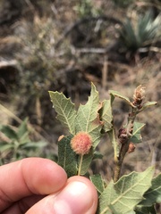 Cynips quercusnubila