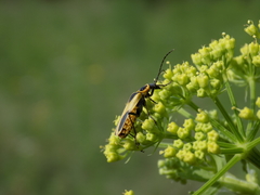 Chauliognathus scutellaris