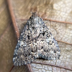 Condica aroana