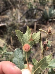 Cynips quercusnubila