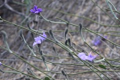 Dampiera oligophylla
