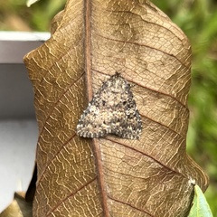 Condica aroana