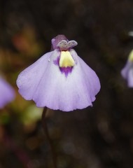Utricularia grampiana