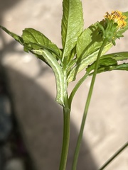 Condica aroana
