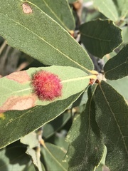 Cynips quercusnubila