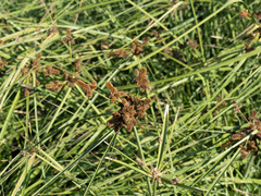 Cyperus ligularis