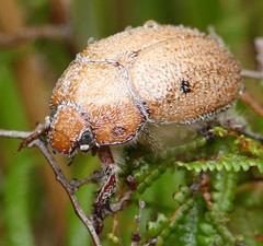 Anoplognathus velutinus