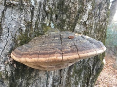 Phellinus everhartii