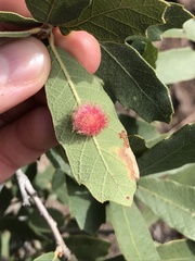 Cynips quercusnubila